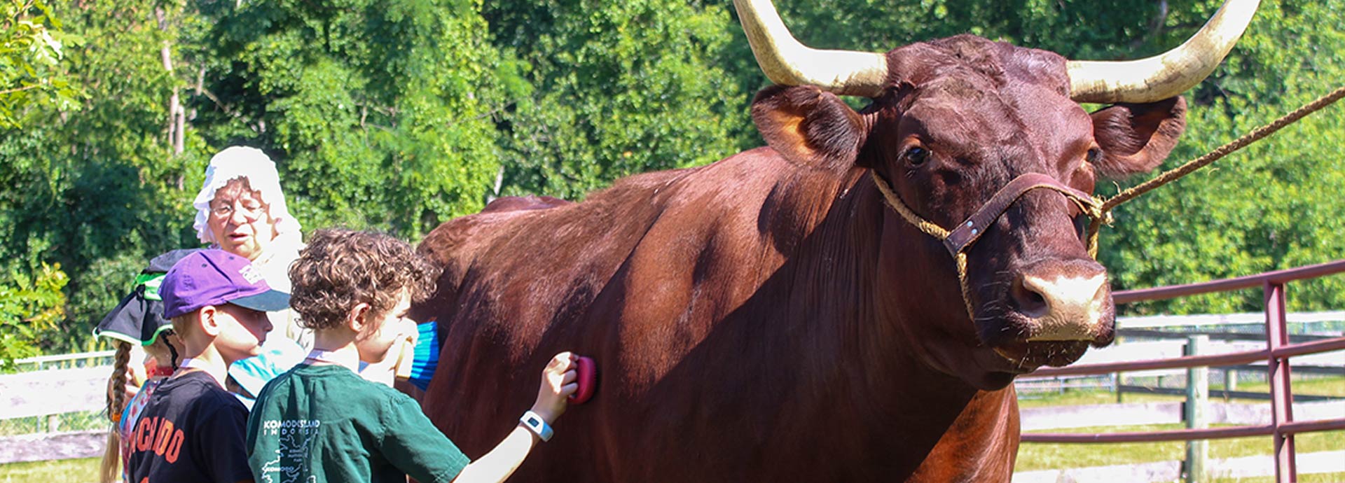 Image of children and woman brushing an Ox