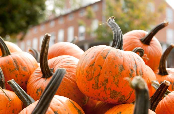 Image of pumpkins in a pile at the Farm Museum
