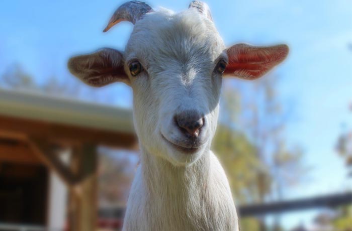Image of a white goat