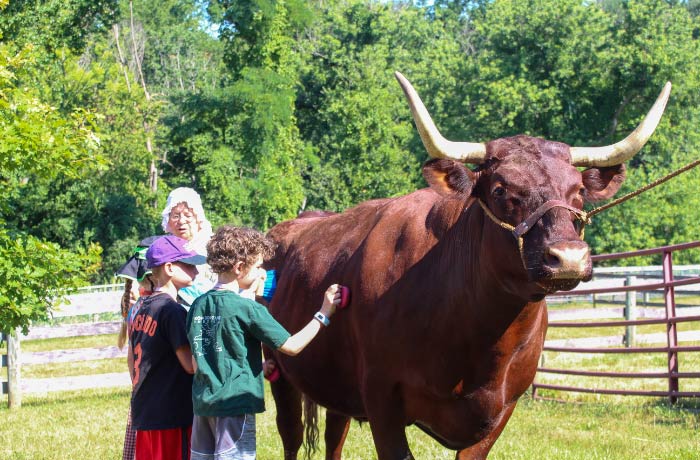 Image of a woman in two children brushing an Ox